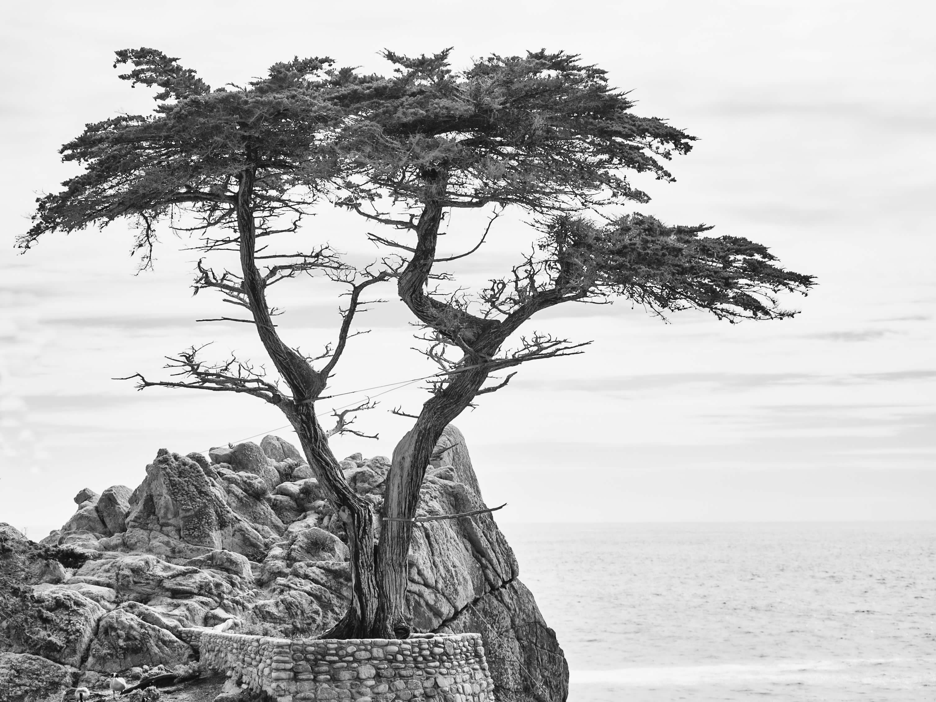 California - Tree by Ocean