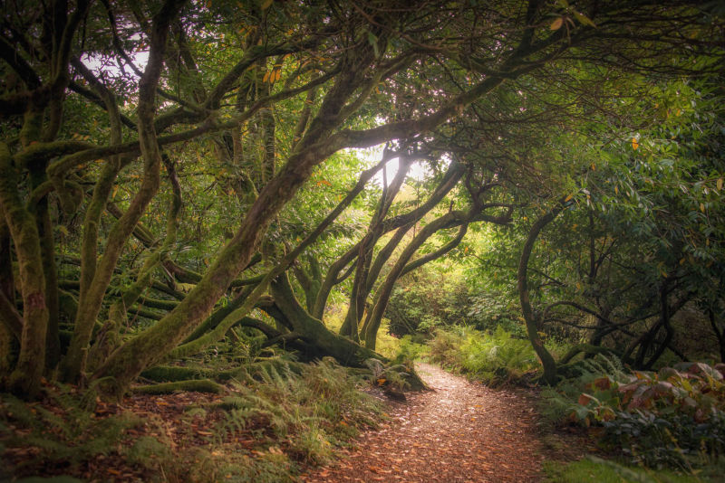 Isle of Skye - Wooded Path